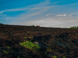 IMGP4915_Afbraendt hede